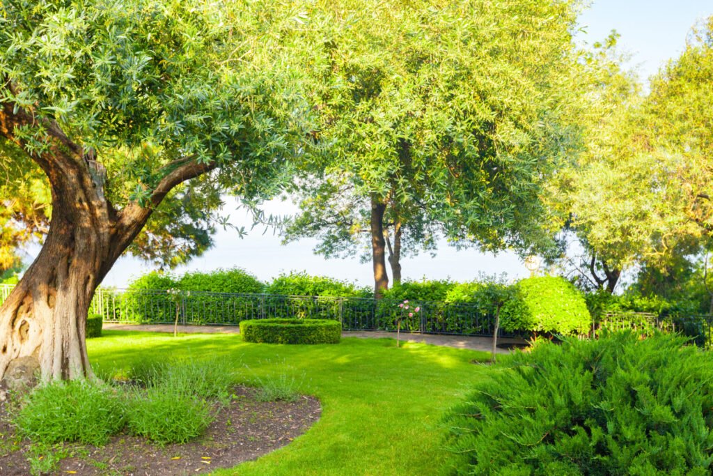 Why Sheep Wool Fertiliser Pellets Are One of the Best Organic Fertilisers for Your Garden
